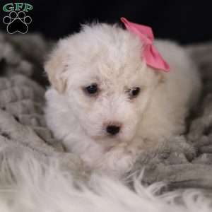 Brianna, Bichon Frise Puppy